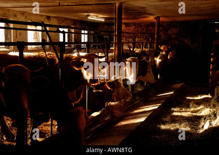 Cows in barn, small-scale livestock farm in Eckental, Franconia, Bavaria, Germany, Europe Stock Photo