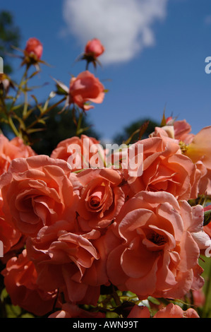 Salmon-coloured rose blossoms, Midlands, England, Europe Stock Photo