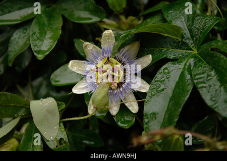 Passionflower (Passiflora) blossom covered in raindrops Stock Photo