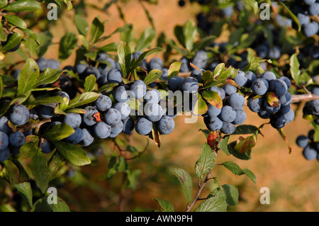 Blackthorn or Sloe (Prunus spinosa) shrub with berries Stock Photo