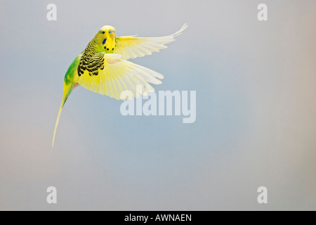 budgerigar Melopsittacus undulatus in flight front view Stock Photo