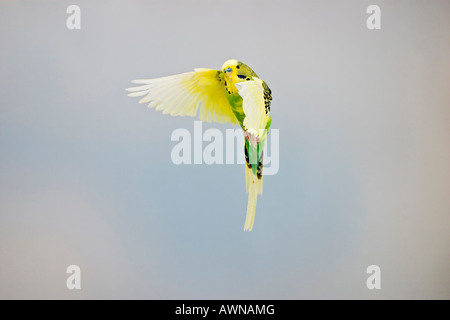 budgerigar Melopsittacus undulatus in flight front view Stock Photo