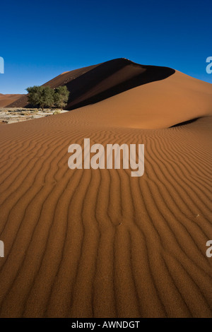 Ripples leading to the dunes and trees of the arid Sossuvlei in Namib-Naukluft National Park, Namibia Stock Photo
