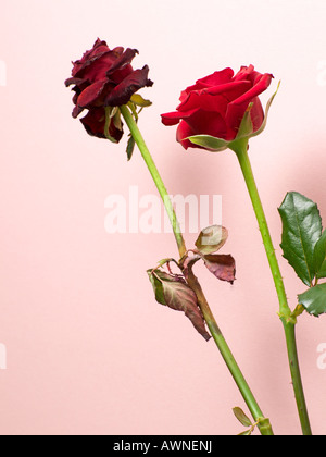 Two roses Stock Photo