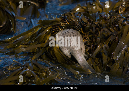 Marine Otter (Lontra felina) or Chungungo, ENDANGERED, Chiloe Island, Chile Foraging in kelp beds at low tide Stock Photo