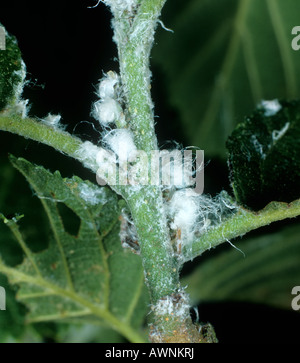 Alder psyllid Psylla alni waxy secretions on alder leaves petioles Stock Photo