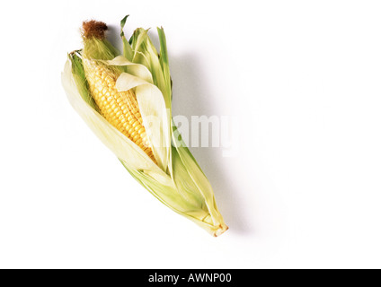 Ear of corn in husk, full length Stock Photo