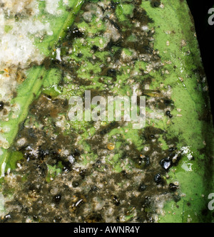 Citrus whitefly Aleurothrixus floccosus with sooty mould honeydew on orange leaf underside Stock Photo