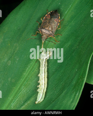 Predatory petatomid bug Podisus maculiventris feeding on a tomato moth caterpillar Stock Photo