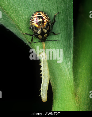 Predatory petatomid bug Podisus maculiventris immature nymph feeding on a tomato moth caterpillar Stock Photo