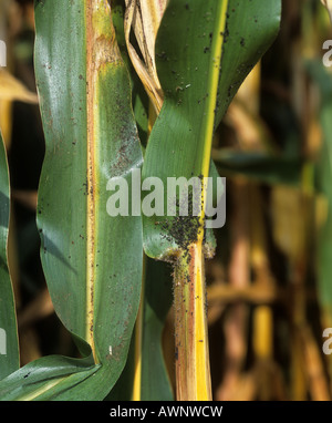 Cereal leaf aphid Rhophalosiphum maidis infestation on a maize leaf Stock Photo