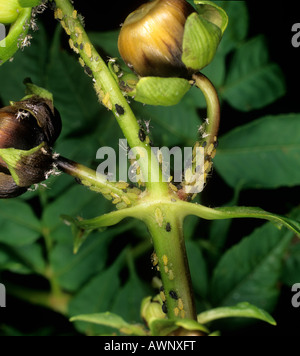 Potato aphid Macrosiphum euphorbiae infestation on a Dahlia flower peduncle Stock Photo