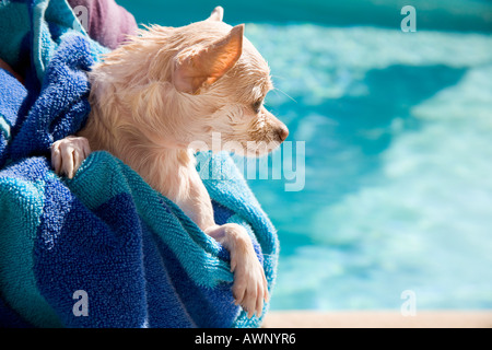 Small dog being dried off in a towel Stock Photo