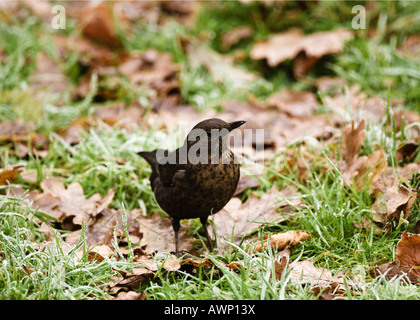 Juvenile blackbird on frosty morning. Stock Photo