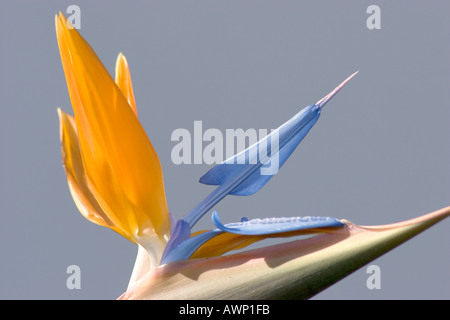 typical flower Canary Islands Island La Palma bird of paradise strelitzia reginae Stock Photo