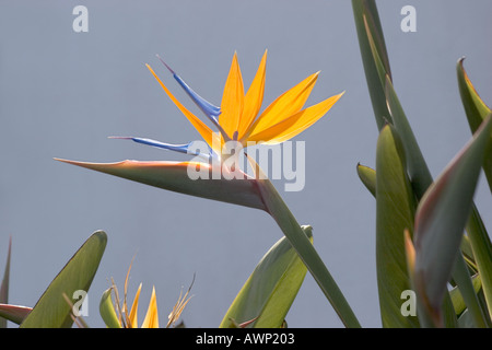 typical flower bird of paradise strelitzia reginae La Palma Canary Islands Spain Europe Stock Photo