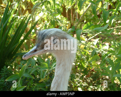 Rhea americana, Nandu, Ema, Or. Struthioniformes, Fam. Rheidae Stock Photo