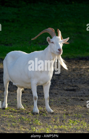 Saanen-breed billy-goat, backlight Stock Photo