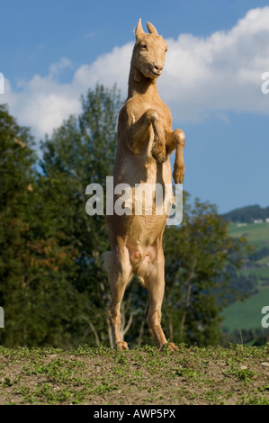 Gold-coloured sheep buckling, North Tirol, Austria, Europe Stock Photo