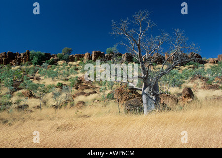 Baobab tree (Adansonia gregorii), Kimberly Region, Western Australia, Australia, Oceania Stock Photo