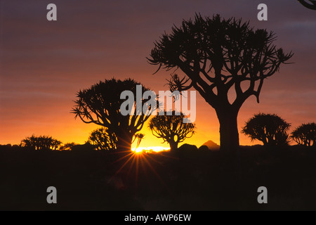 Quiver Trees (Aloe dichotoma) against the sunset, Gariganus Farm, Namibia, Africa Stock Photo