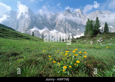 Marsh Marigolds (Caltha palustris) in springtime, Karwendel Range, North Tirol, Austria, Europe Stock Photo