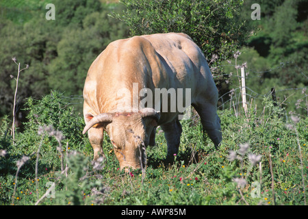 Blonde d'Aquitaine bull feeding on a pasture, Andalusia, Spain, Europe Stock Photo