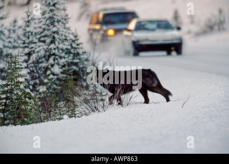 Black Wolf crossing the road Stock Photo