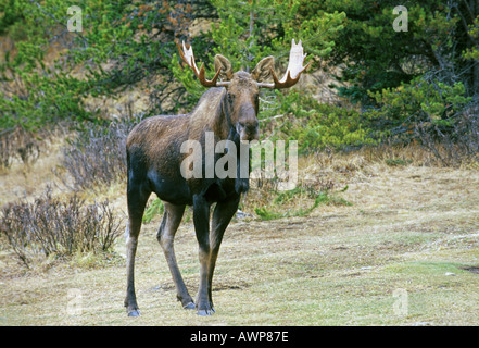 Bull Moose 18 Stock Photo