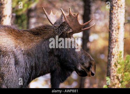 Bull Moose 19 Stock Photo