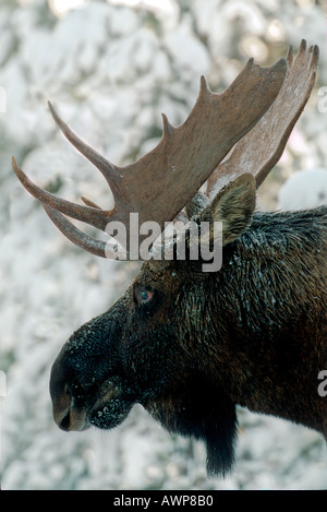 Bull Moose 40 Stock Photo