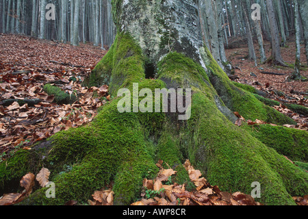 Moss-covered trunk of a Common Beech (Fagus sylvatica) in a beech forest, North Tirol, Austria, Europe Stock Photo