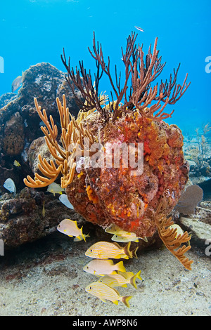 Sugar Wreck, the remains of an old sailing ship that grounded many years ago, encrusted with various sponges and sea rod corals Stock Photo