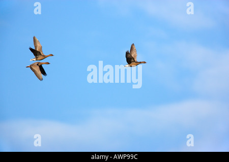 White Fronted Geese Anser albifrons flying against blue sky norfolk Stock Photo