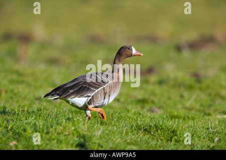 White Fronted Goose Anser albifrons looking alert norfolk Stock Photo