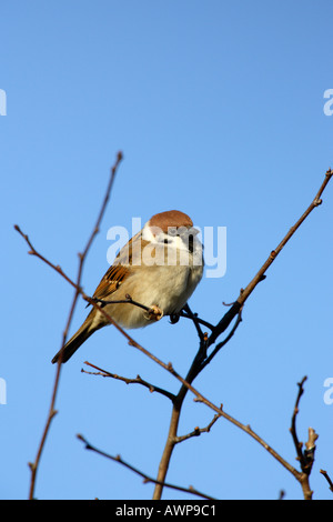 Tree Sparrow Passer montanus perched in tree top with blue sky summer leys nature reserve northamptonshire Stock Photo