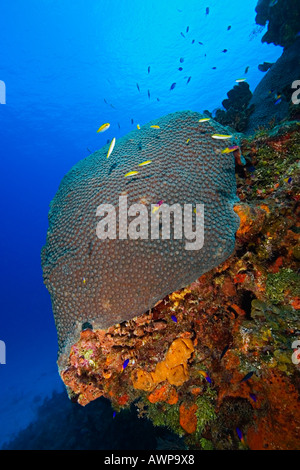 Great Star Coral, Montastrea cavernosa, Family: Faviidae, West End, Grand Bahama, Bahamas, Atlantic Ocean Stock Photo