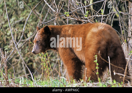 Brown colored black bear looking for berries in Jasper, Canada Stock