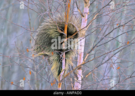 A wild porcupine Porcupine Stock Photo