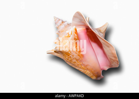 Queen or Pink Conch shell, Strombus gigas. Stock Photo