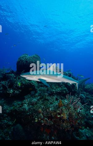Caribbean Reef Shark, Carcharhinus perezi, over coral reef, West End, Grand Bahama, Bahamas, Atlantic Ocean Stock Photo