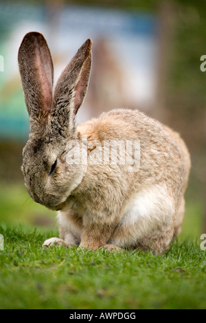 Flemish Giant rabbit Stock Photo