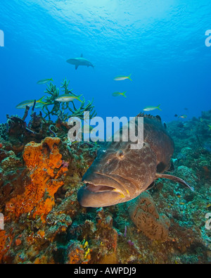 Black Grouper, Mycteroperca bonaci, West End, Grand Bahama, Bahamas, Atlantic Ocean Stock Photo