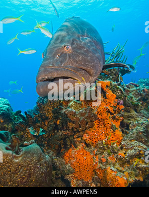 Black Grouper, Mycteroperca bonaci, West End, Grand Bahama, Bahamas, Atlantic Ocean Stock Photo