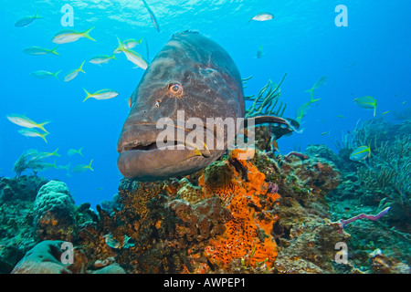 Black Grouper, Mycteroperca bonaci, West End, Grand Bahama, Bahamas, Atlantic Ocean Stock Photo