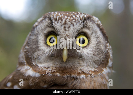 Portrait, Tengmalm's Owl or Boreal Owl (Aegolius funereus), Finland, Europe Stock Photo