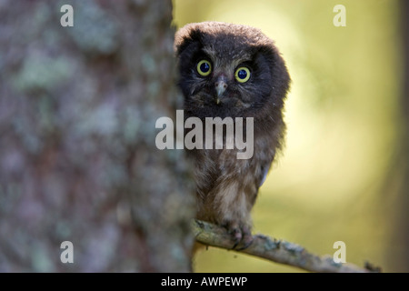 Young Tengmalm's Owl or Boreal Owl (Aegolius funereus), Finland, Europe Stock Photo