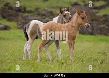 Horses, Iceland, Atlantic Ocean Stock Photo