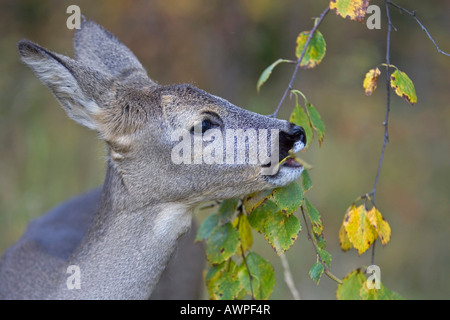 Young Roe Deer (Capreolus capreolus) in autumn, Sweden, Scandinavia, Europe Stock Photo