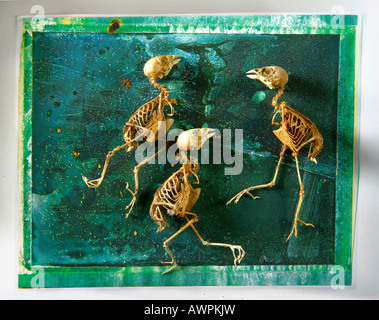 sparrow skeleton